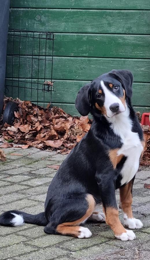 Het Voorhuis Boerderij Hoeve Vrede Best Weesp Eksteriør bilde